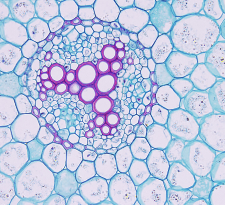 Maïs stengel T.S. (preparaat)